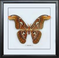 Бабочка №1700 Attacus atlas