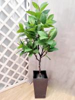 Фикус в горшке В135/120см