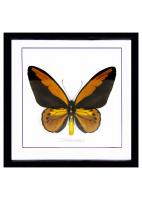 Бабочка №1700 Ornithoptera croesus