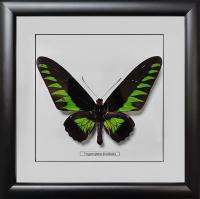 Бабочка №1200 Trogonoptera brookiana