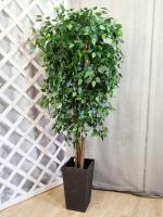 Фикус Бенджамина куст В150см