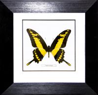 Бабочка №1400 Papilio thoas