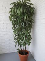 Фикус Лонгифолия в горшке В160см