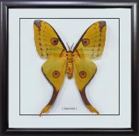 Бабочка №2000 Argema mittrei самка