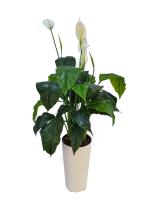 Искусственное растение Спатифиллум белый Н110
