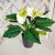 Антуриум в горшке В45см (красный, белый, розовый) Антуриум в горшке В45см (красный, белый, розовый)