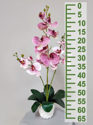 Орхидея 3ветки 2листа 65см