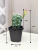 Кактус Эхинопсис цветущий 20/14см в горшке